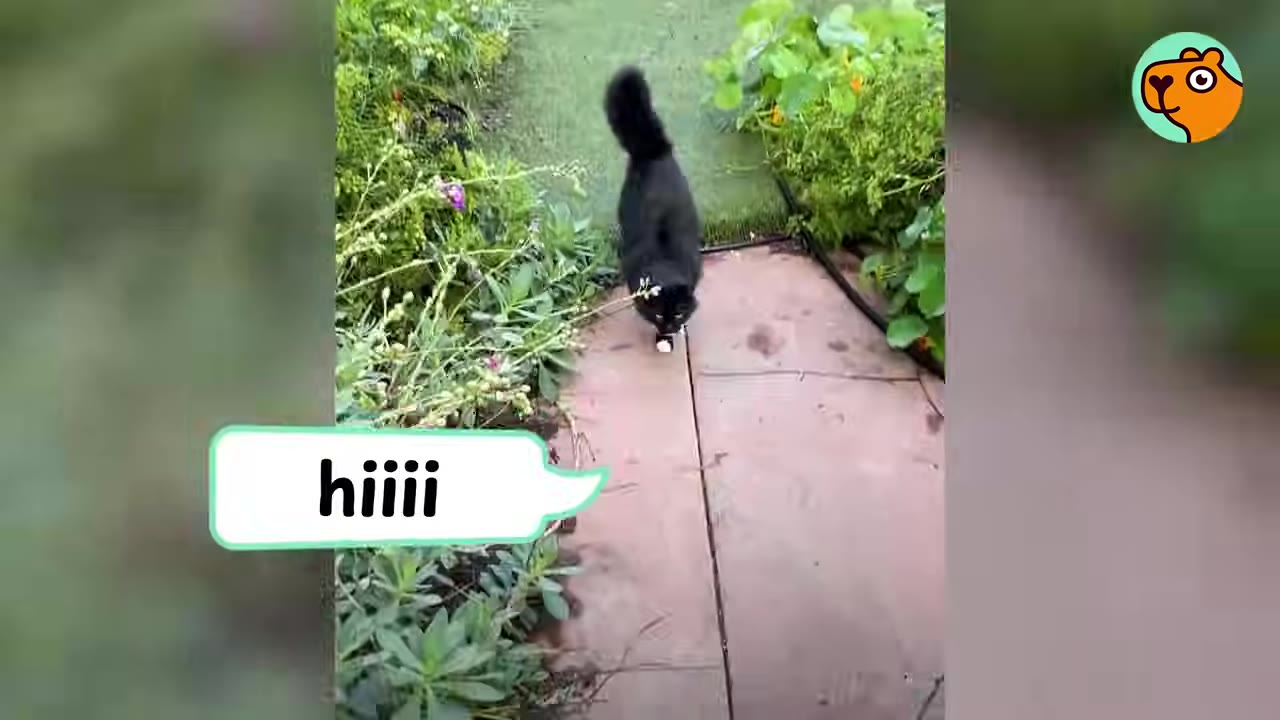 A black cat with a white patch on its chest walks confidently down a stone garden path lined with green plants.