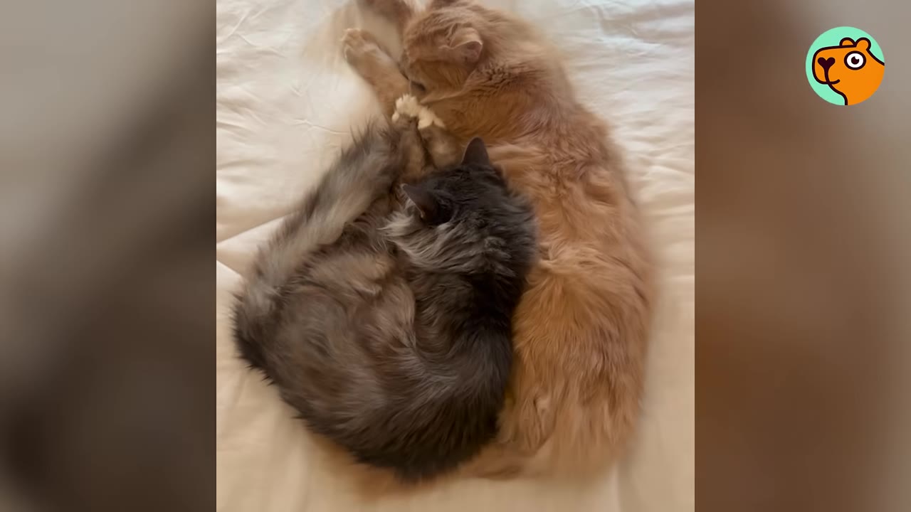 An orange long-haired cat and a grey long-haired cat curl up together on a white bedsheet.