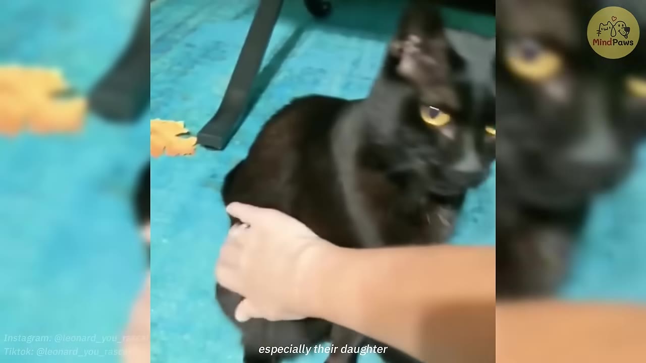 A close-up shot of a person's hand gently petting a sleek black cat with yellow eyes sitting on a blue carpet.