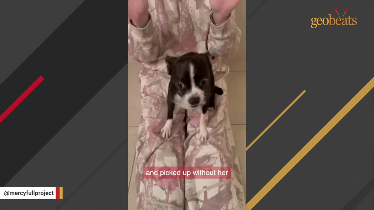 A small black and white dog sits on the lap of a person wearing pink patterned pants.
