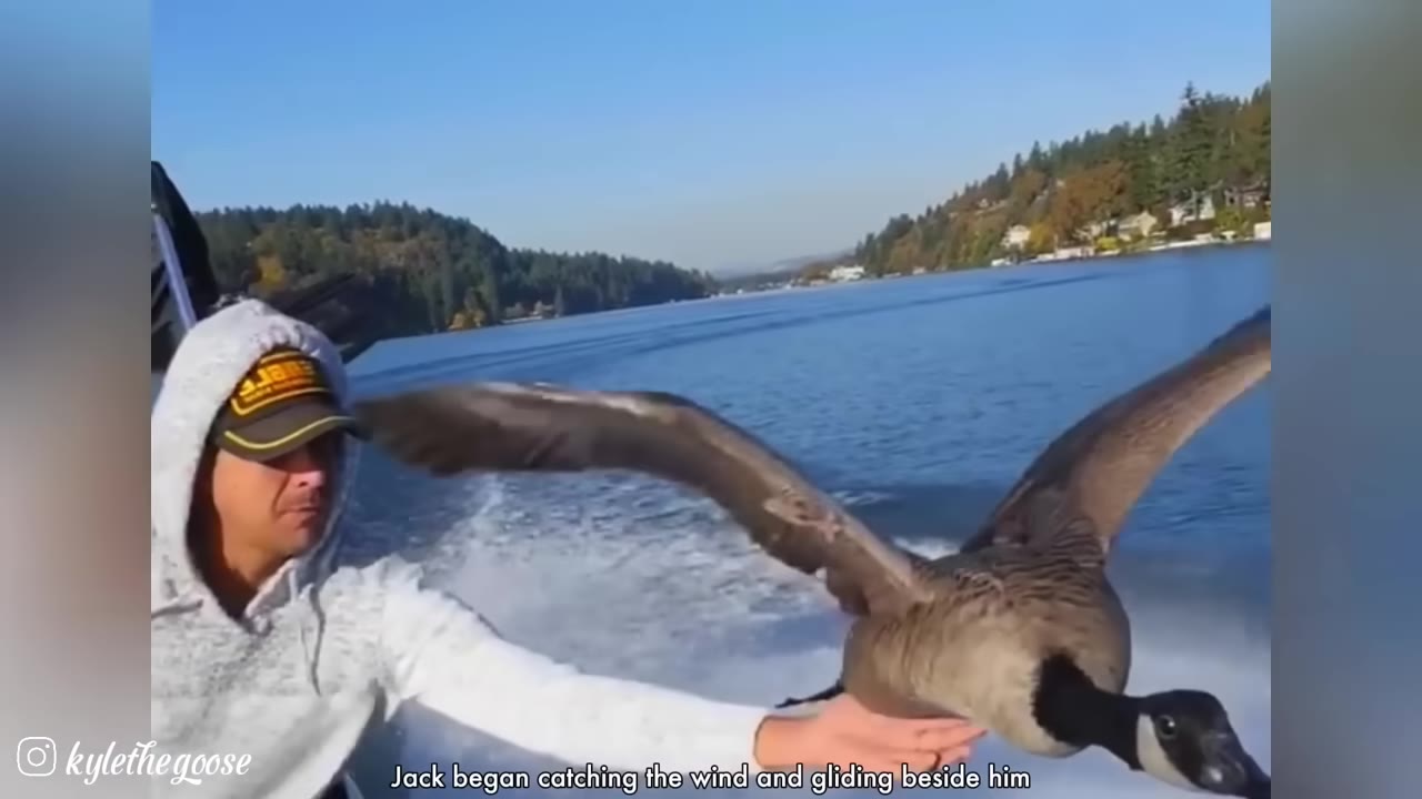 A man in a white hoodie and cap on a moving boat holds his hand out to support a Canada goose as it spreads its wings and glides over the water.