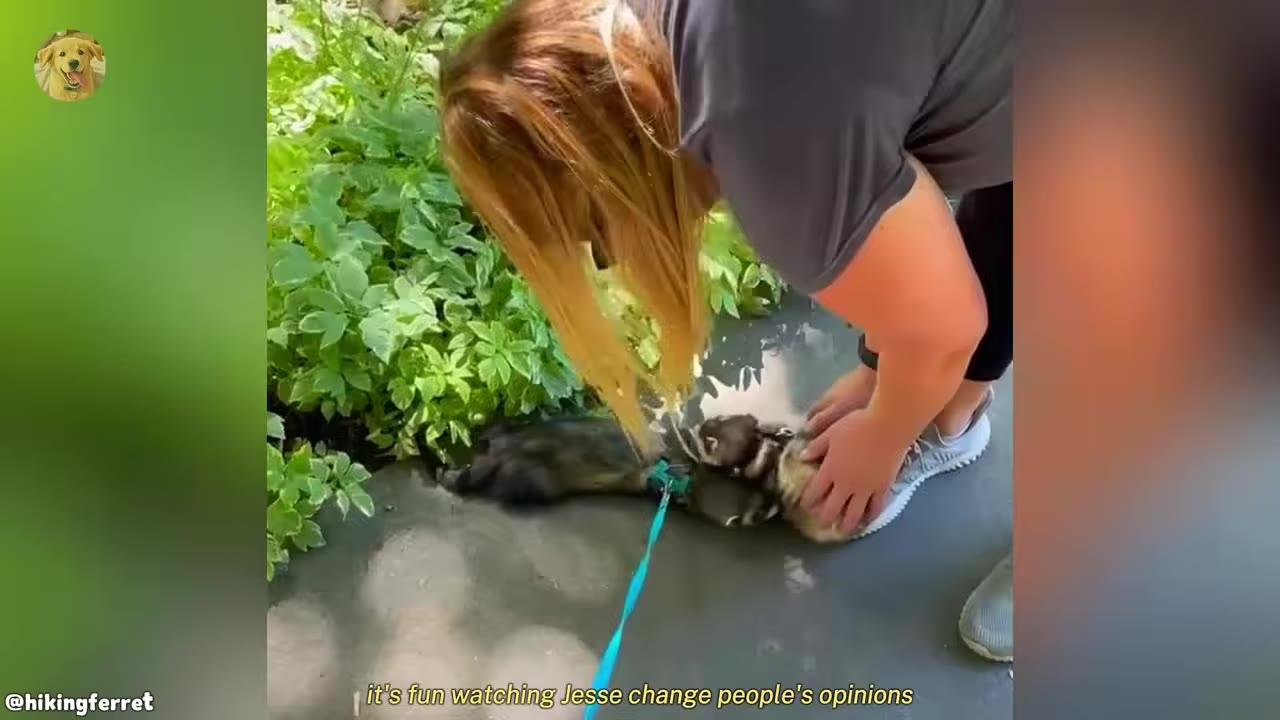 A woman bends down to pet two ferrets on a leash next to green plants.
