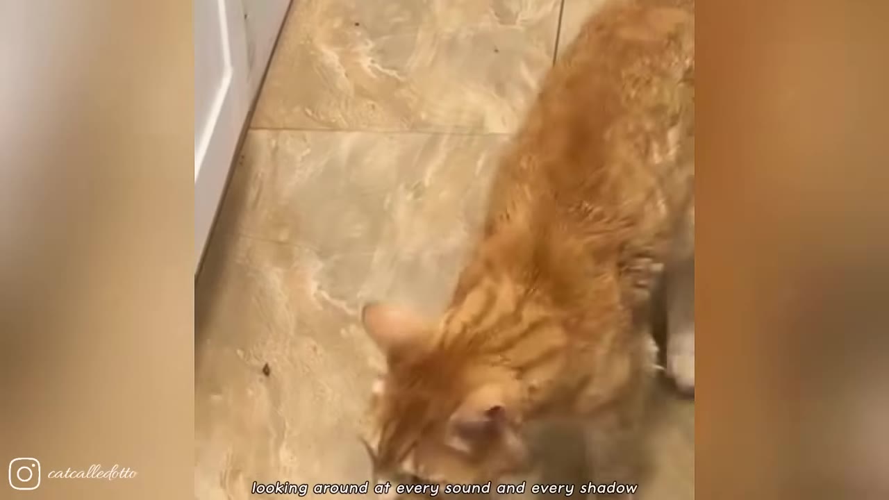 An orange tabby cat exploring a tiled floor near a white door.