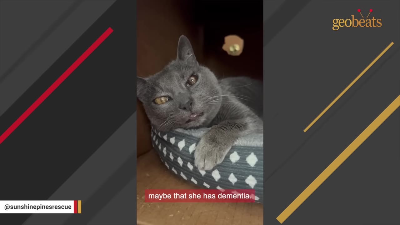 A close-up of a grey cat with yellow eyes resting its head on the edge of a patterned pet bed inside a cardboard shelter.