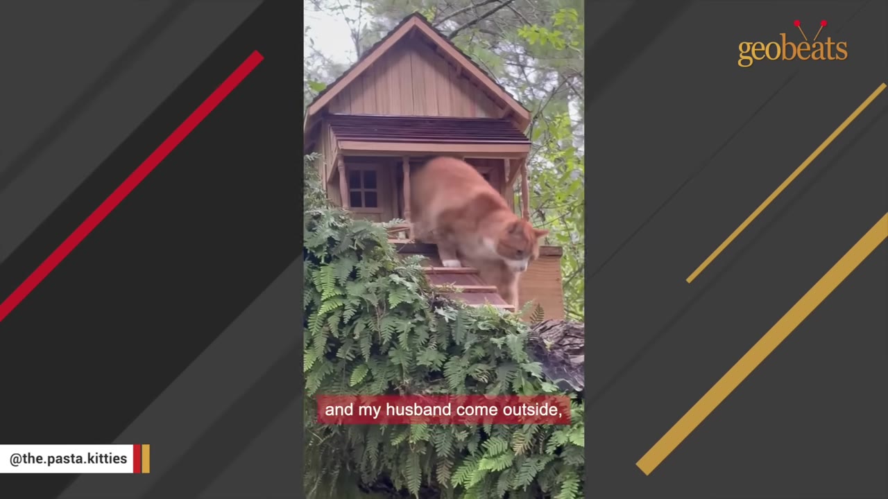 An orange and white cat named Ravioli walks out of a miniature wooden house built on a mossy tree branch.
