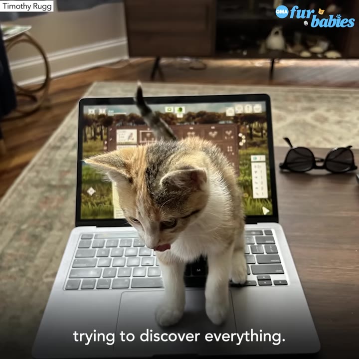 A small calico kitten stands on the keyboard of an open laptop computer, looking down curiously.