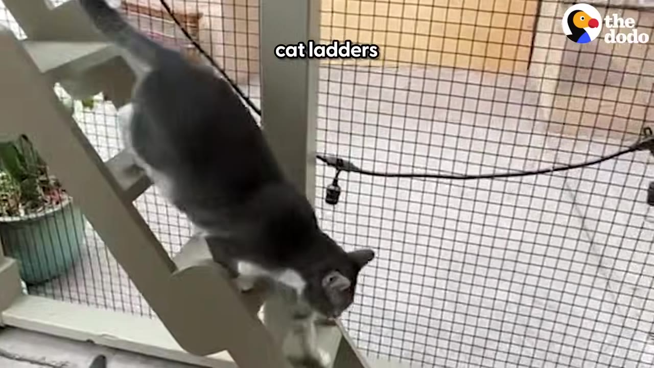 A grey and white cat climbs down a wooden cat ladder inside a wire-mesh enclosed catio.