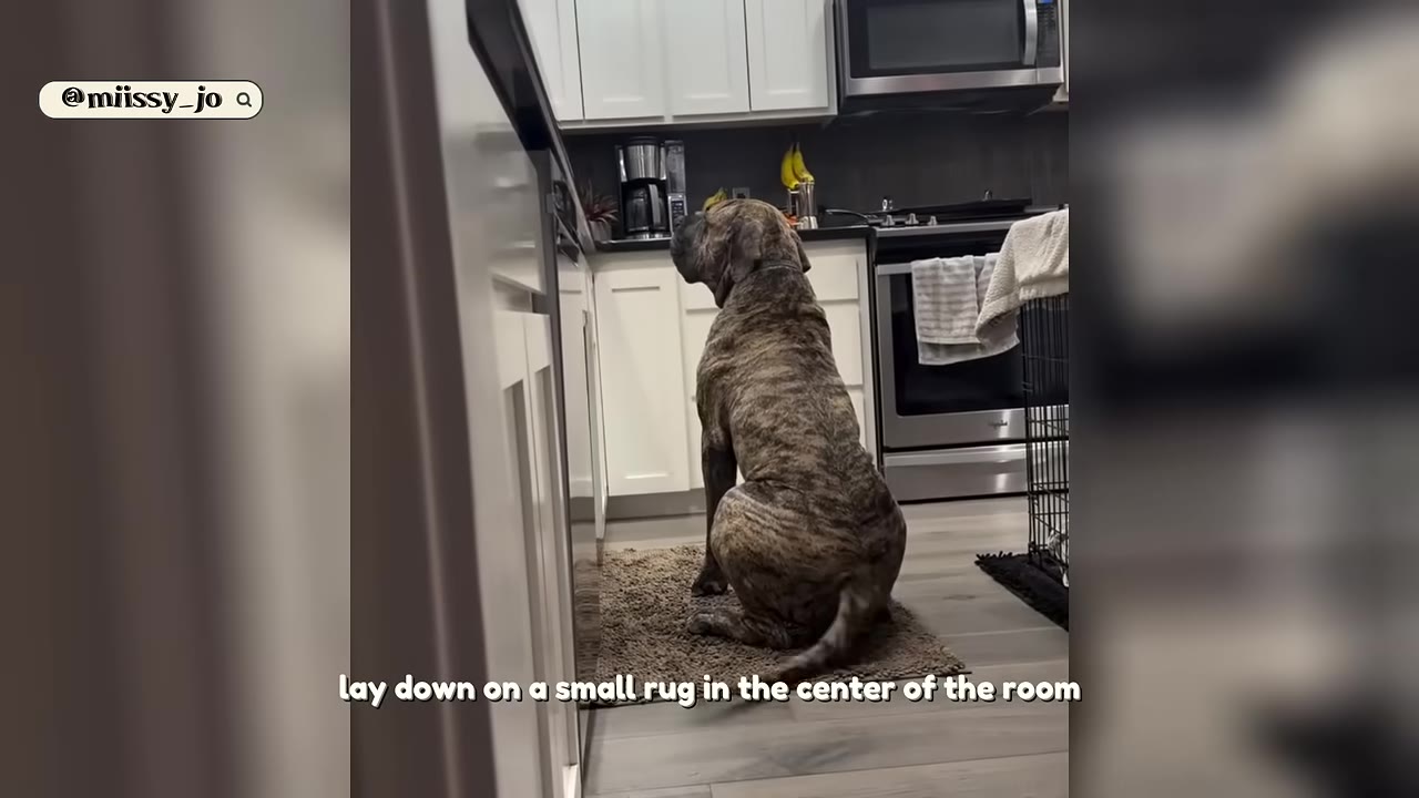 A large brindle dog sits on a small brown rug in the middle of a kitchen, facing the white cabinets.