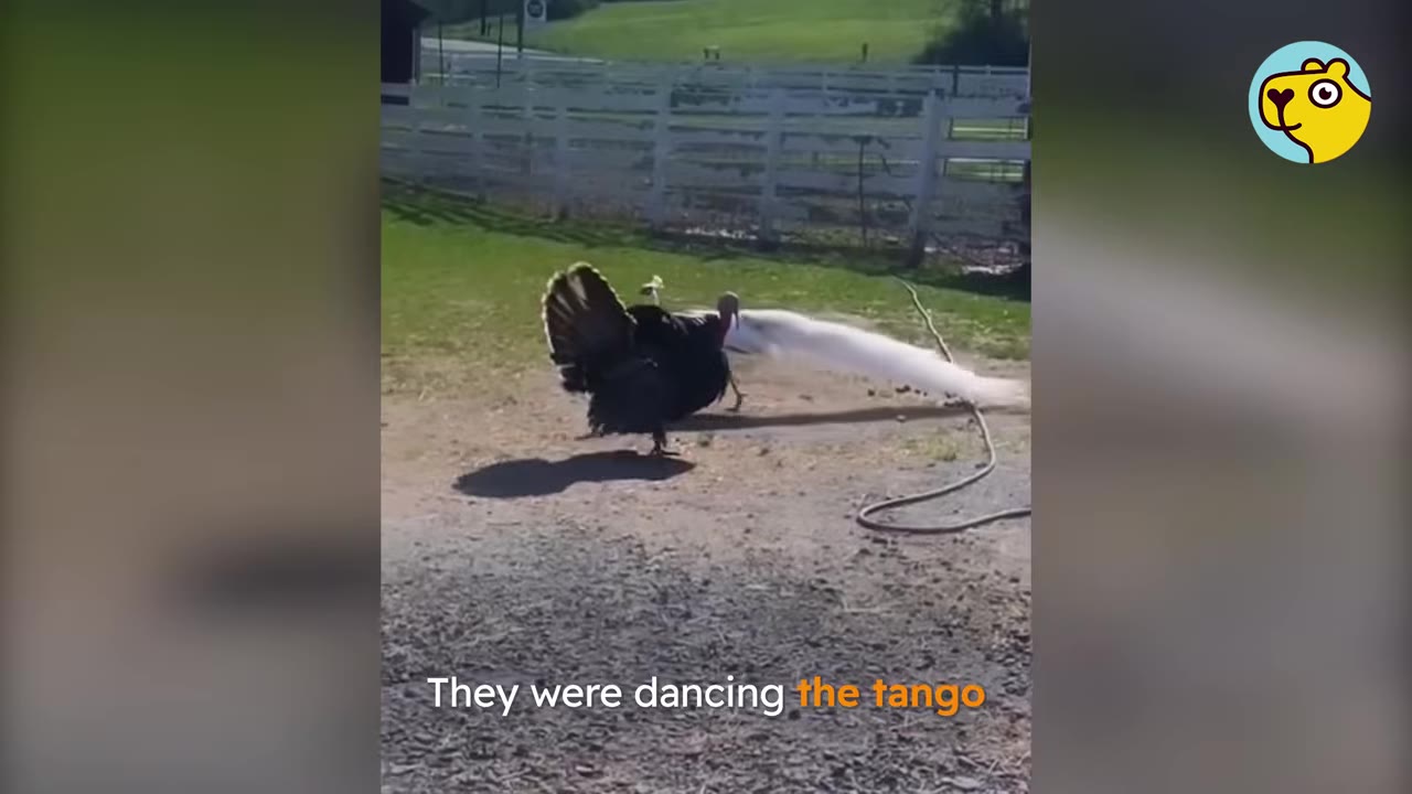 A white peacock and a dark turkey face each other on a dirt path, appearing to dance together.