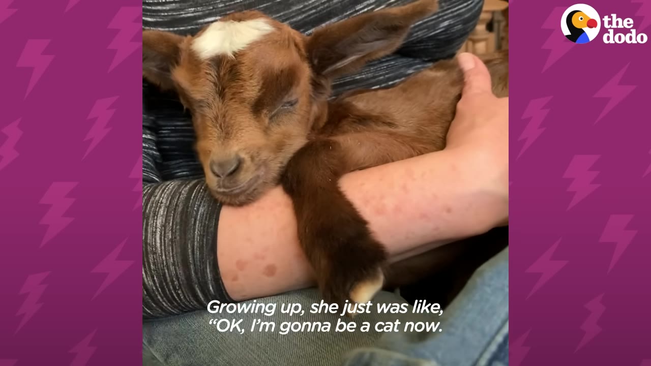 A small brown baby goat with a white patch on its forehead sleeping peacefully while being cradled in a person's arms.