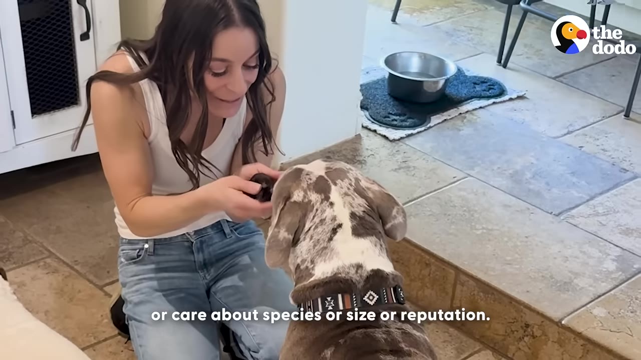 A woman kneeling on a tiled floor holds a small dark rodent in her hands, showing it to a large spotted dog wearing a patterned collar.