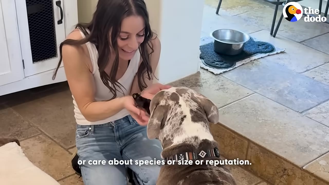 A woman kneeling on a tiled floor holds a small dark rodent in her cupped hands, showing it to a large spotted pit bull sitting in front of her.