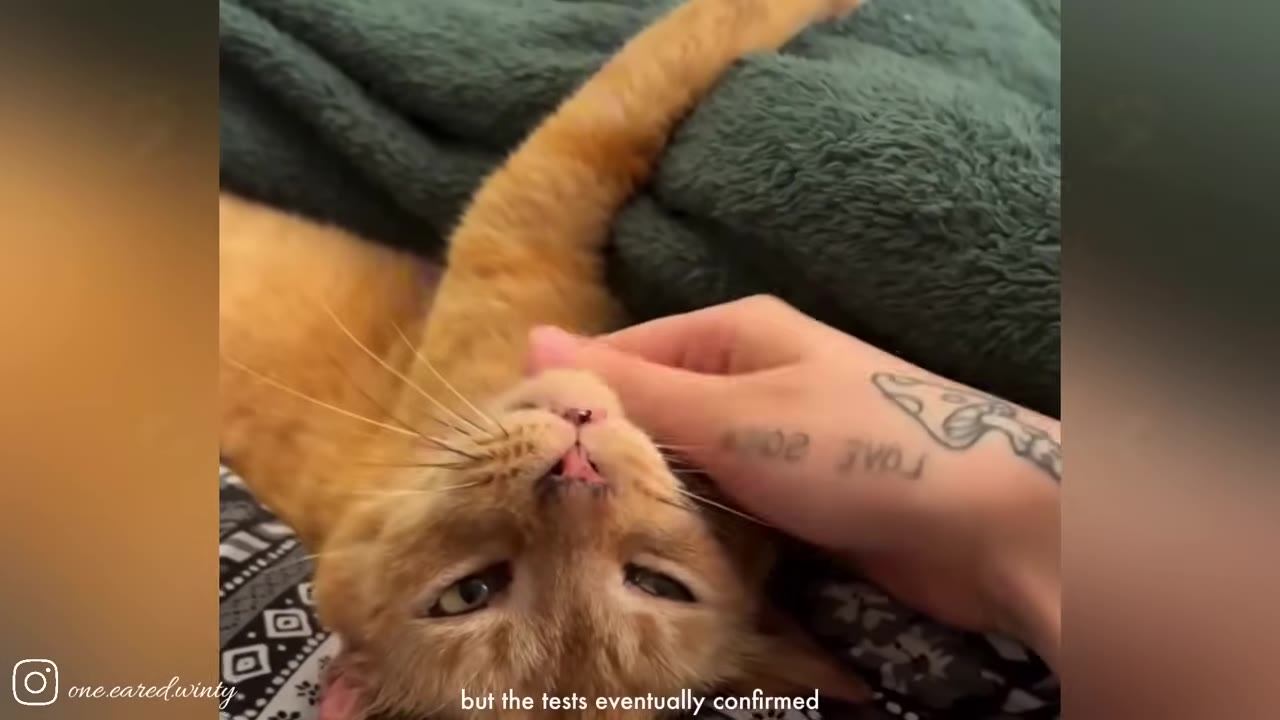 A close-up of an orange cat lying on its back as a person's hand gently touches its jawline.