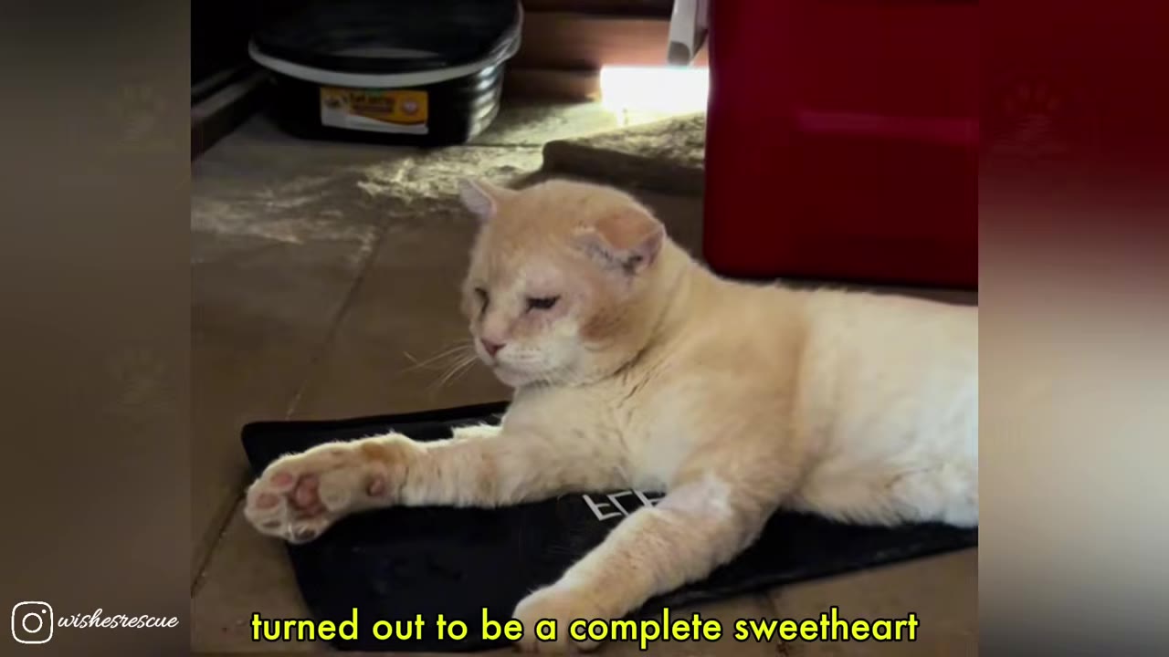 A light orange cat lying down comfortably on a black mat, looking relaxed and peaceful.