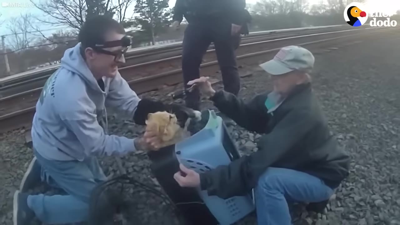 Two rescuers on a gravel train track carefully handle a small orange cat next to a blue pet carrier.