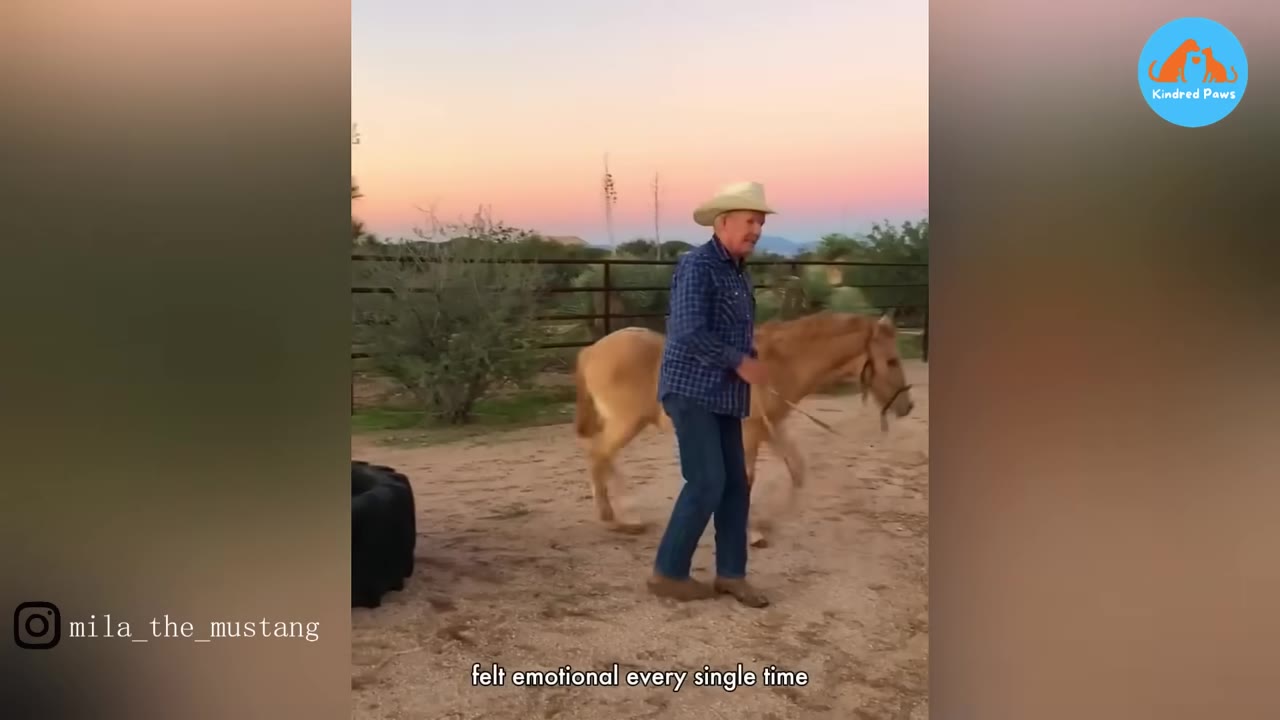 A light brown horse trotting behind a man wearing a cowboy hat and a plaid shirt in a sandy enclosure at sunset.