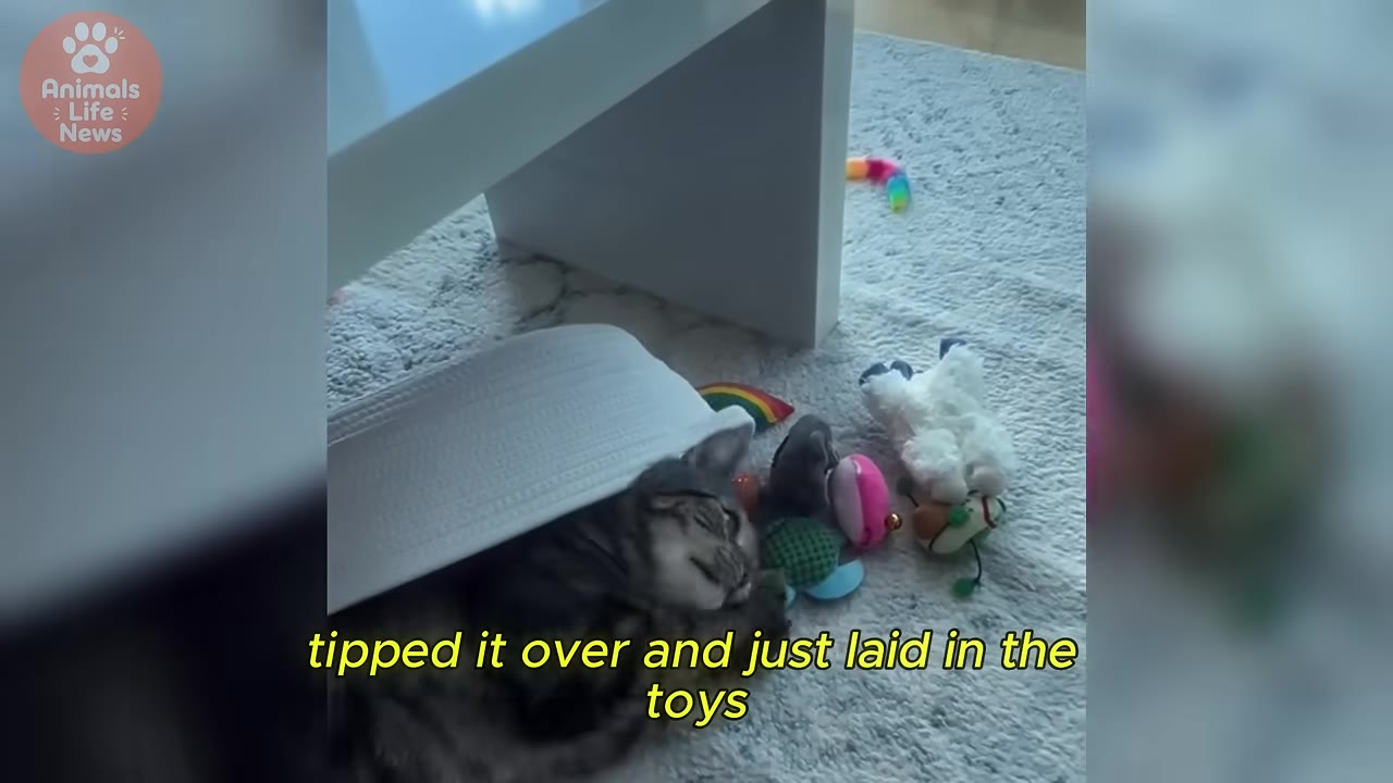 A tabby cat lies on a carpet under a tipped-over white basket, surrounded by colorful cat toys.