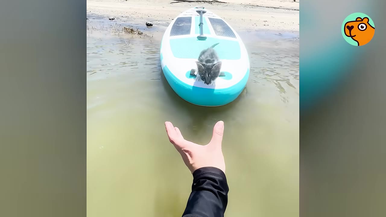 A small grey and white kitten stands on the front of a blue and white paddleboard floating in the water, looking towards an outstretched hand.