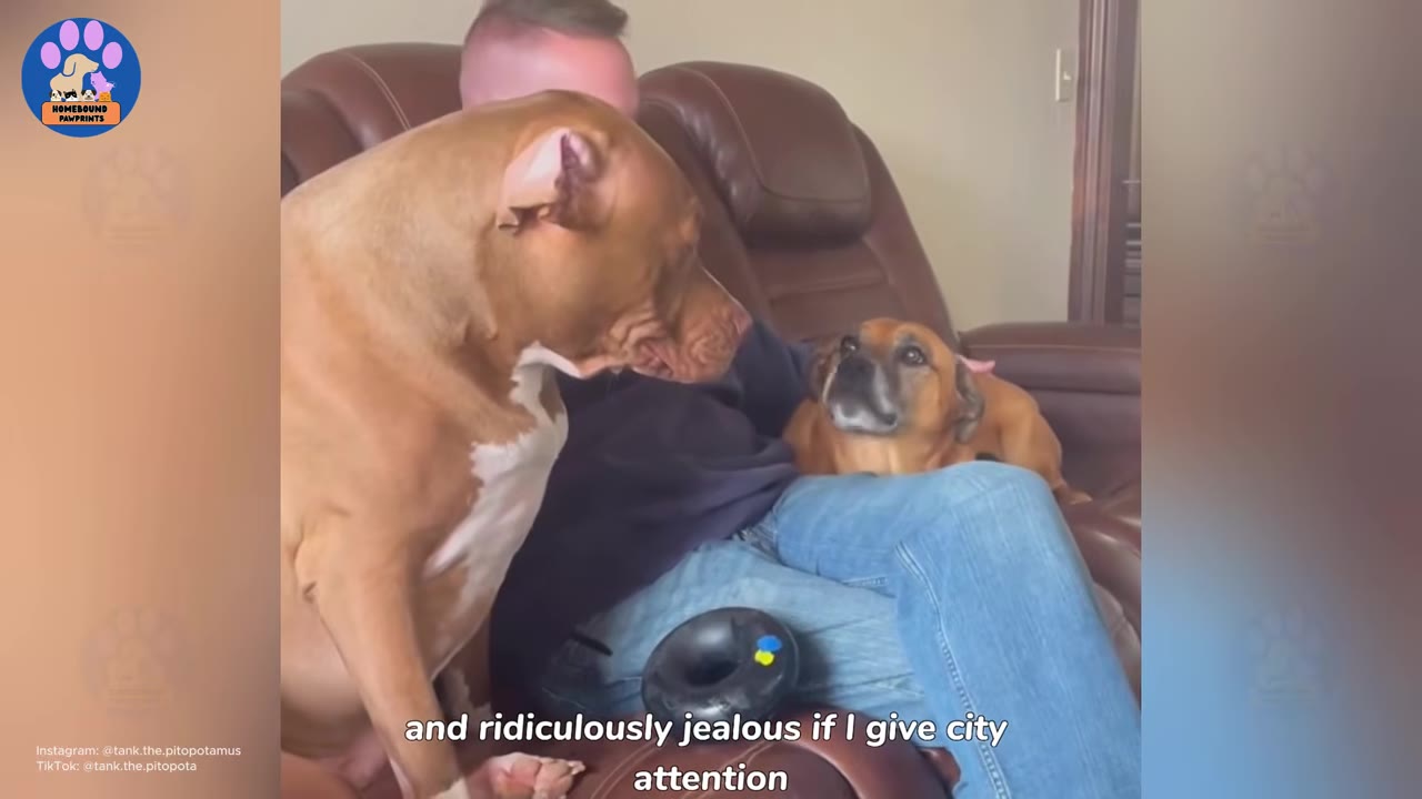 A large brown and white pit bull sits on a couch, staring intently at a smaller brown dog resting on a man's lap.