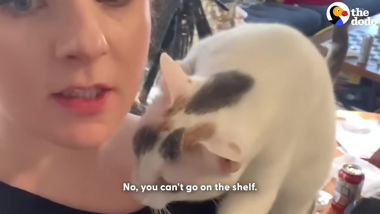 A close-up shot of a woman speaking to a white cat with black and brown spots on its head as it climbs on her shoulder.