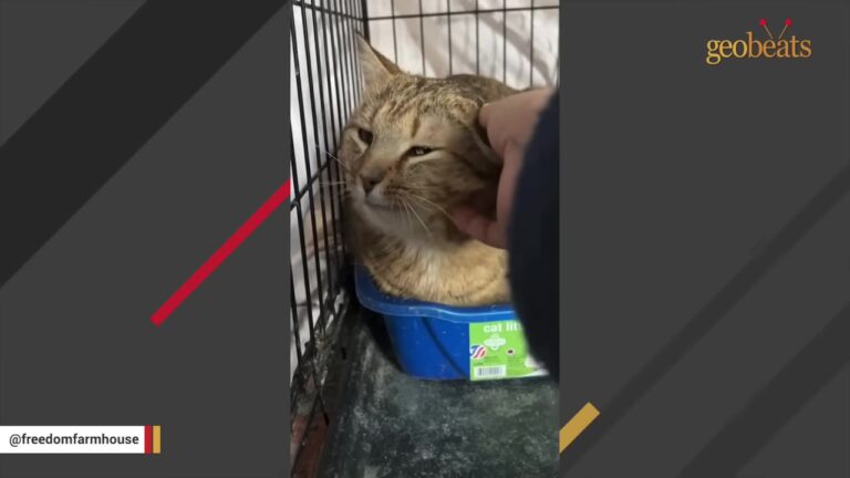Cat Found Freezing Outside Workplace In New York Turns Out To Be Grieving Woman’s Saving Grace