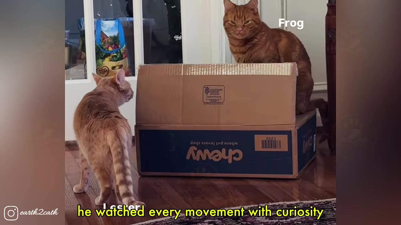 An orange tabby cat named Frog sits confidently on a cardboard box, looking directly forward, while another orange tabby cat named Lester watches him from the wooden floor.
