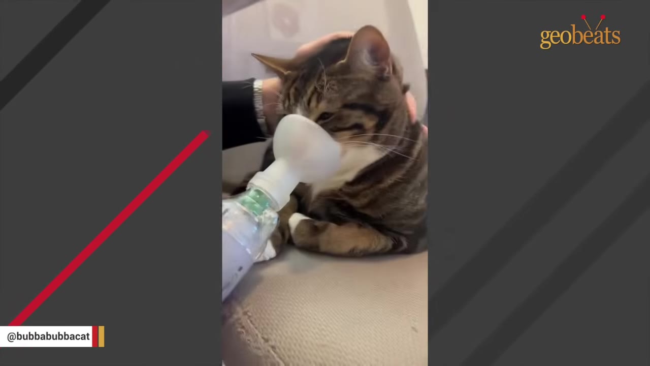 A brown tabby cat calmly receives treatment from an inhaler with a spacer mask held to its snout by a person's hand.