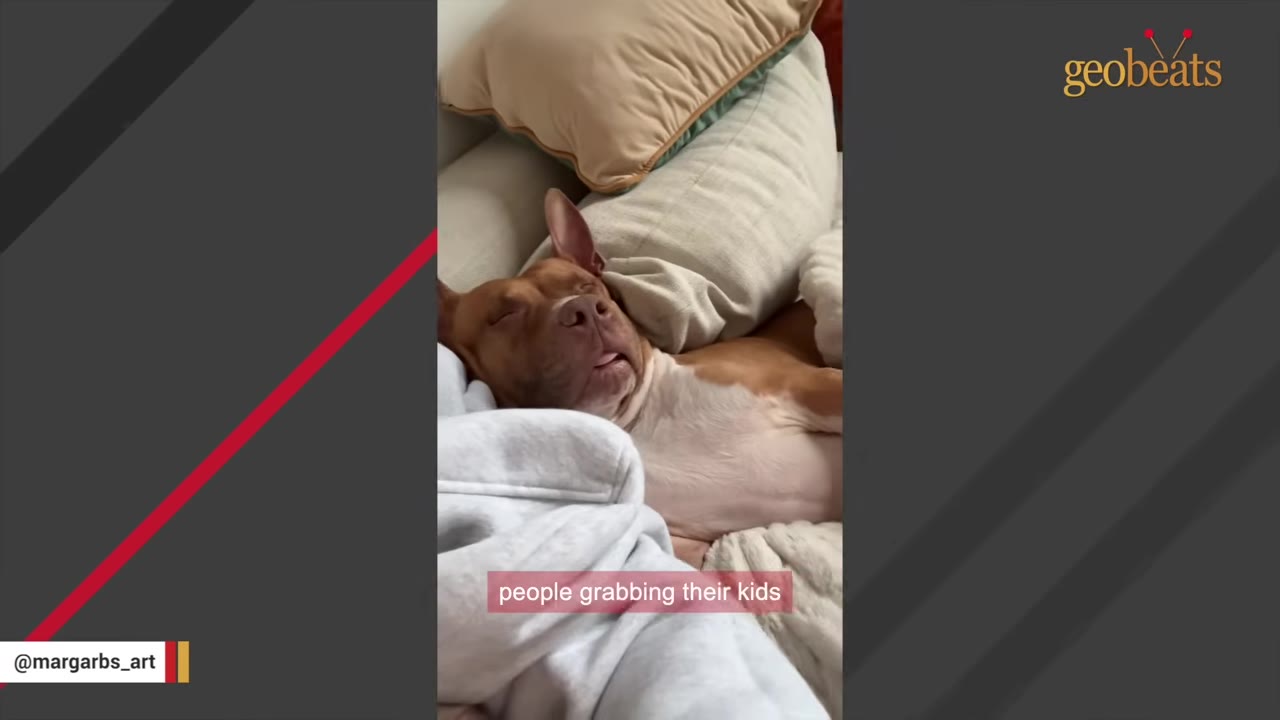 A brown and white pit bull sleeping peacefully on a couch with pillows, with a text overlay that reads "people grabbing their kids".