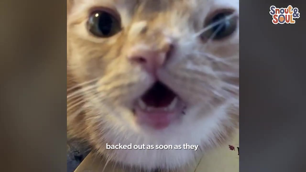 A close-up shot of an orange and white cat with a unique facial structure, looking directly into the camera with its mouth slightly open.