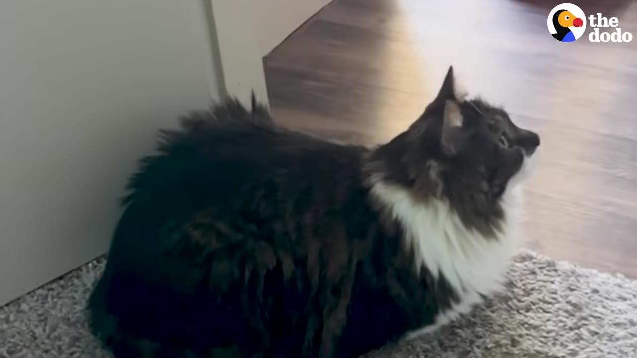 A fluffy black and white cat sits on a grey carpet, looking up with an alert and curious expression.