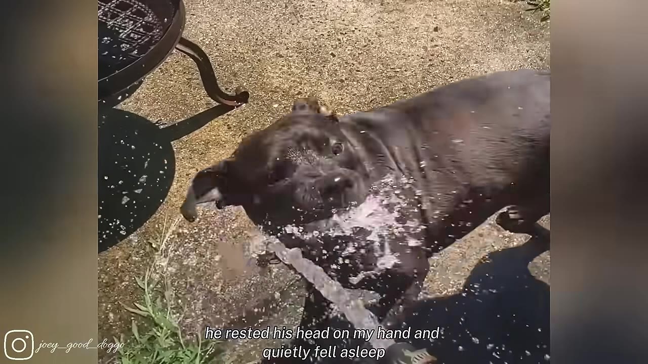 A black dog playfully biting a stream of water from a hose outdoors.