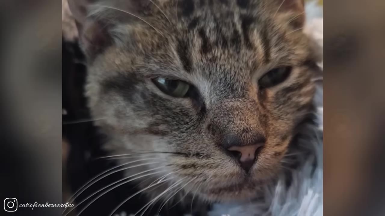 A close-up shot of a tabby cat's face looking calm and peaceful.