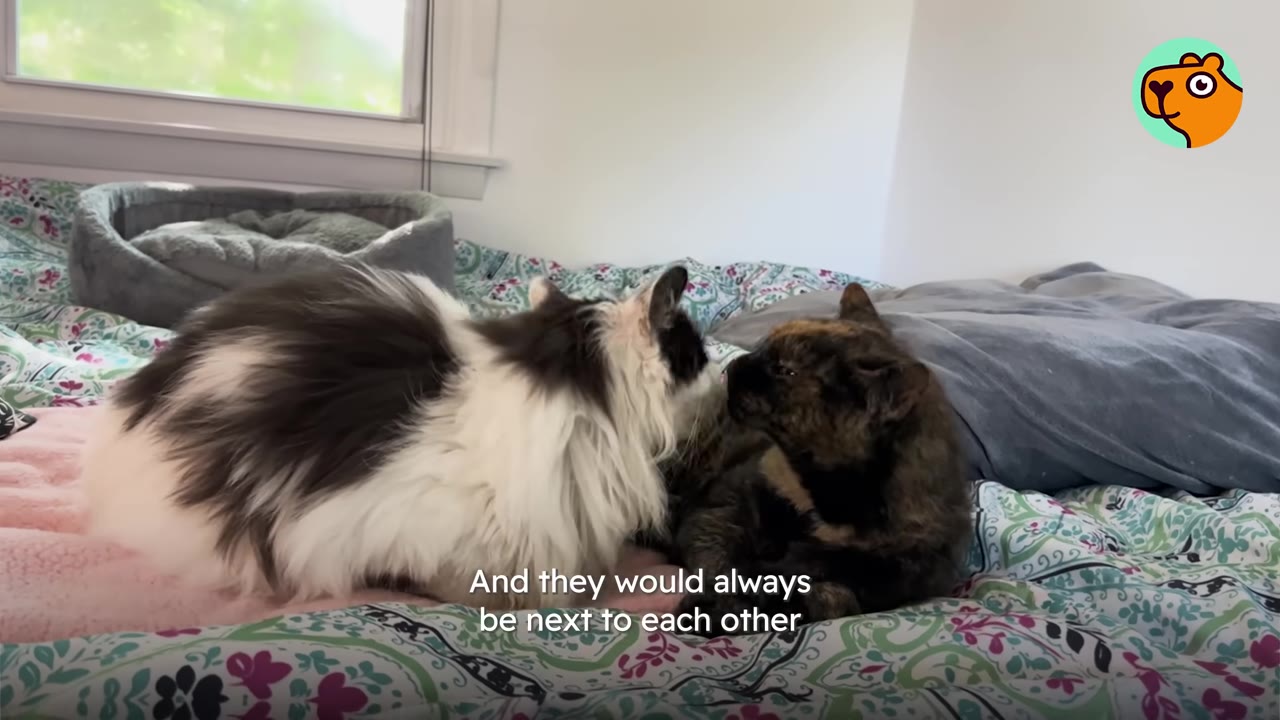 A long-haired black and white cat and a tortoiseshell cat sit close together on a colorful patterned bed, looking at each other.
