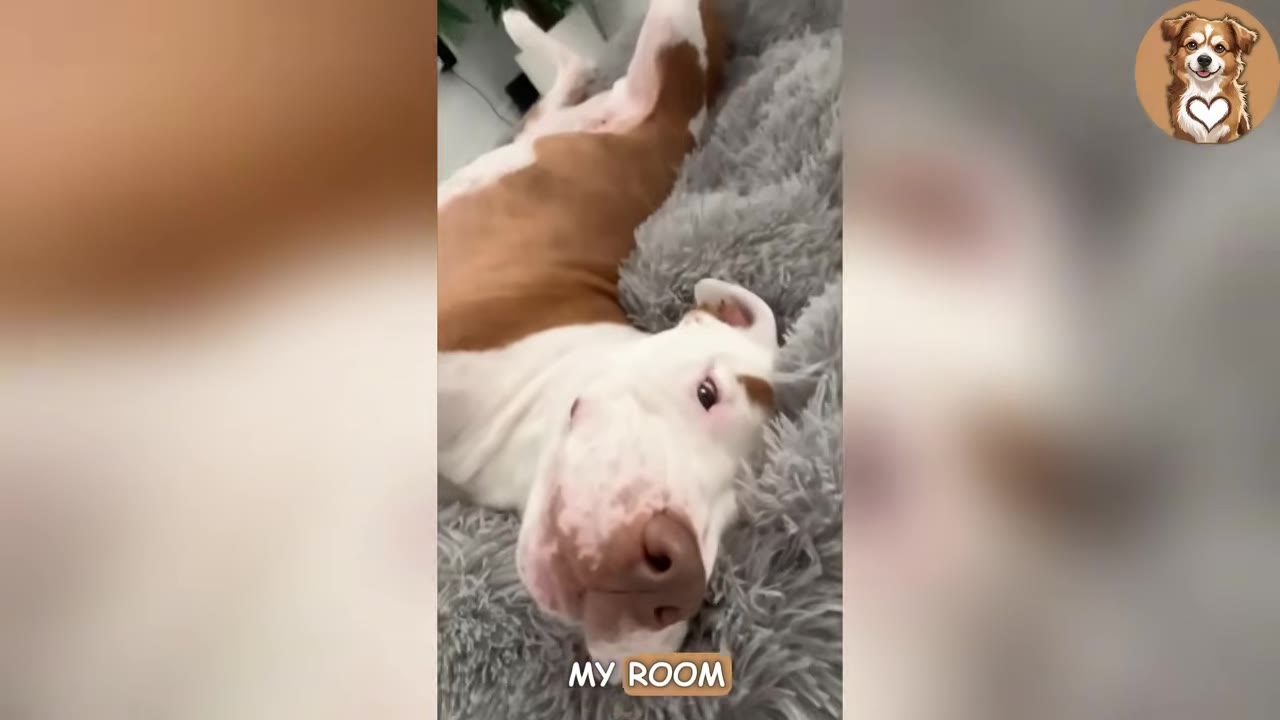 A white and brown dog lies comfortably on its back on a fluffy grey dog bed.