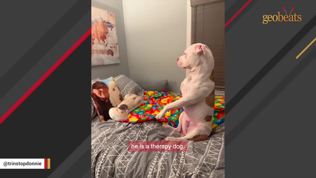 A white and brown pit bull sits upright on a bed with a colorful blanket, with text on screen reading 'he is a therapy dog'.
