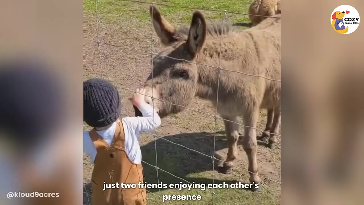 A young child wearing a knit beanie and brown overalls reaches through a wire fence to gently touch the nose of a brown donkey standing in a grassy field.
