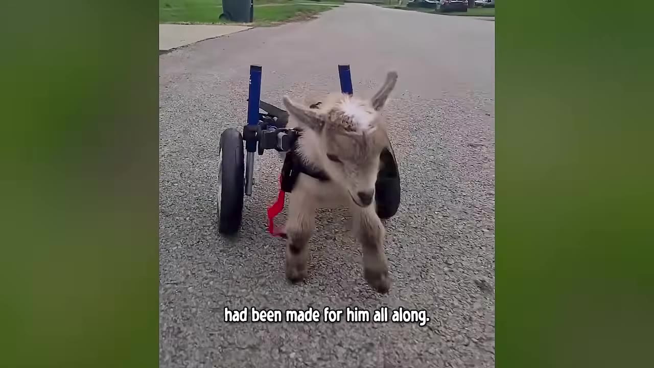 A small baby goat named Tater walks forward on a paved road using a customized two-wheeled cart supporting his hind legs.