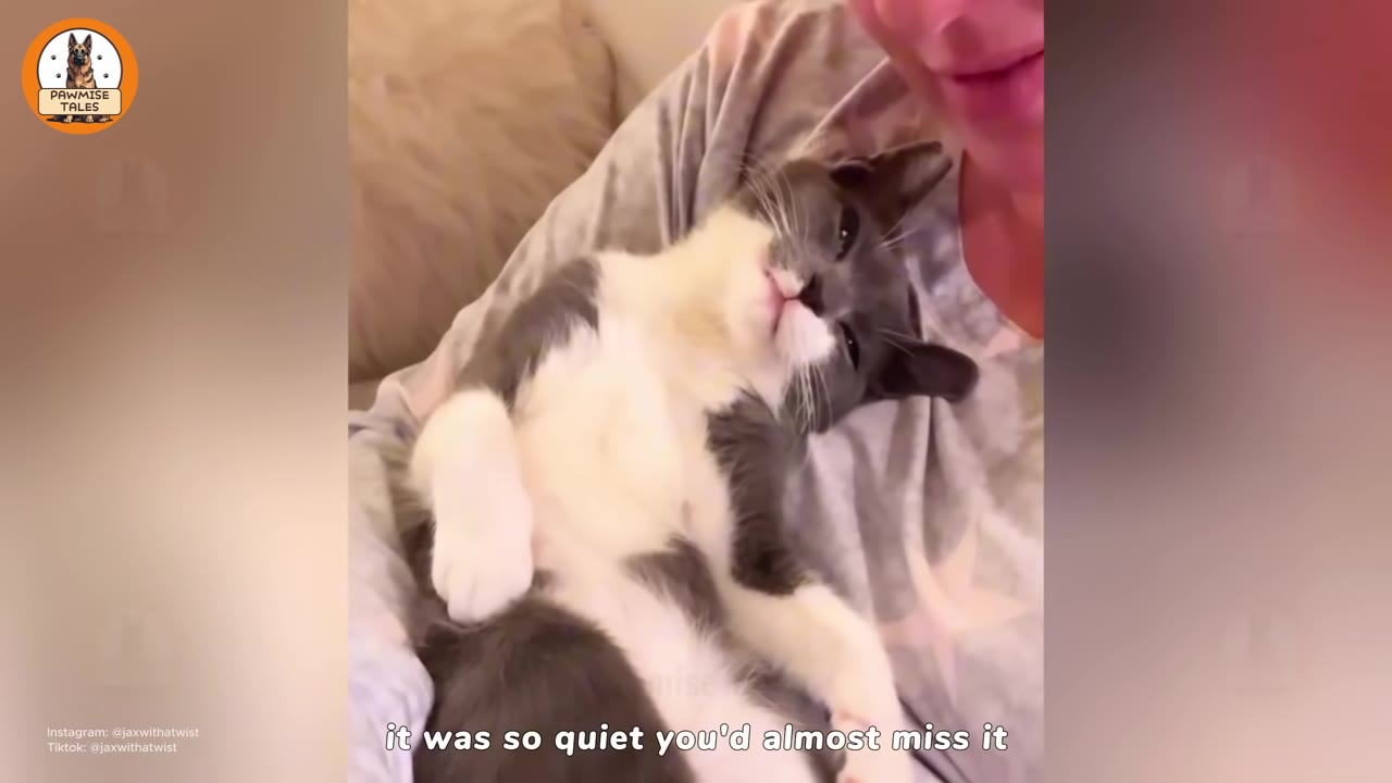A grey and white cat lies peacefully on a person's lap, looking relaxed and quiet.