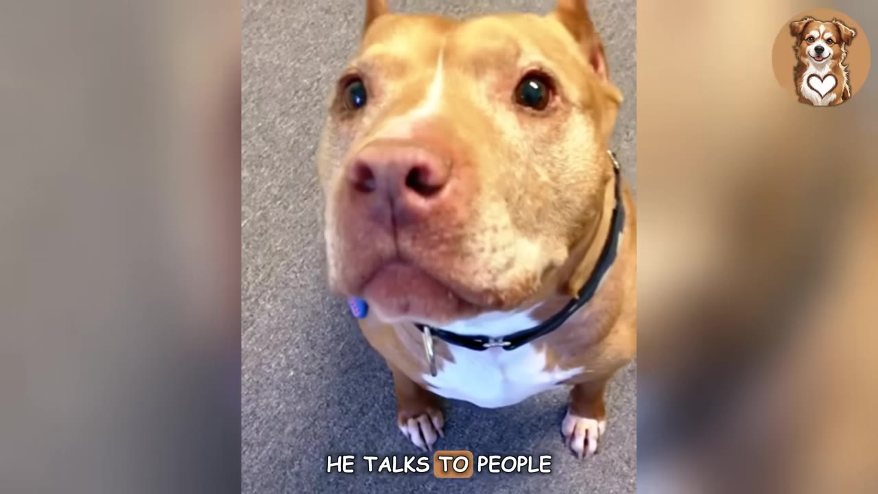 A close-up shot of a tan and white pit bull looking up with wide, expressive eyes.