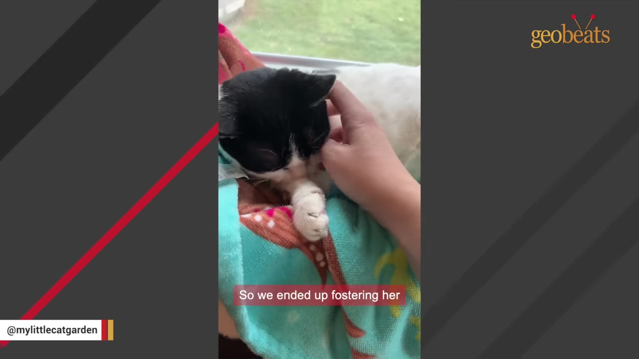 A black and white cat named Birdie rests on a colorful blanket near a window while a hand gently pets her head, with a subtitle reading 'So we ended up fostering her'.