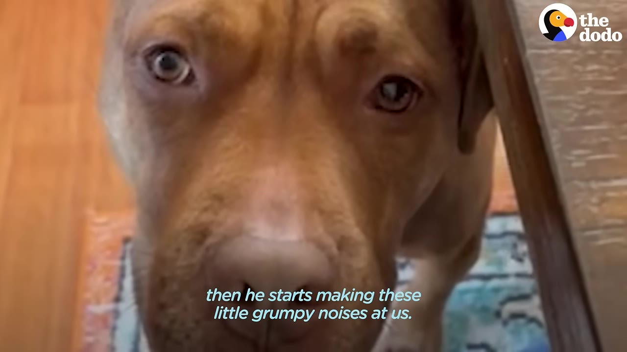 A close-up of a brown dog staring directly into the camera with wide, soulful eyes.