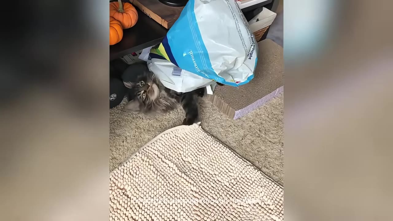 A fluffy, long-haired tabby cat lying on a carpeted floor next to a plastic shopping bag, looking up with wide eyes.