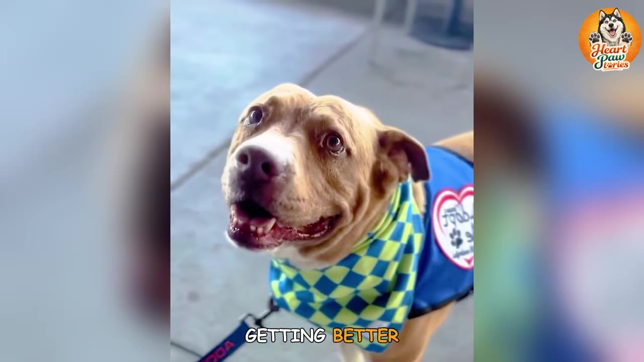 A close-up shot of a happy brown and white dog wearing a blue vest and a green and blue checkered bandana, looking up with a bright expression.