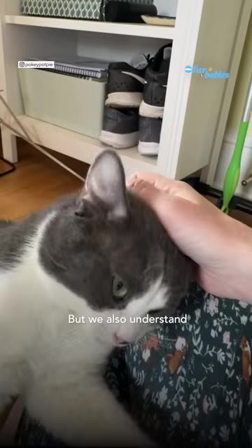 A grey and white cat being gently petted on the head by a person's hand.