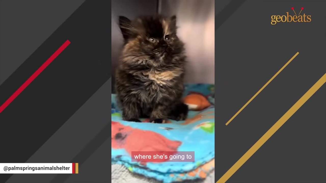 A small, fluffy tortoiseshell kitten sitting upright on a colorful patterned blanket.