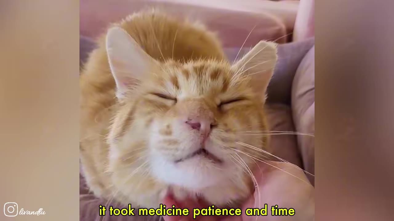 A close-up of a fluffy orange cat with its eyes closed, looking content as a hand gently pets its chin.