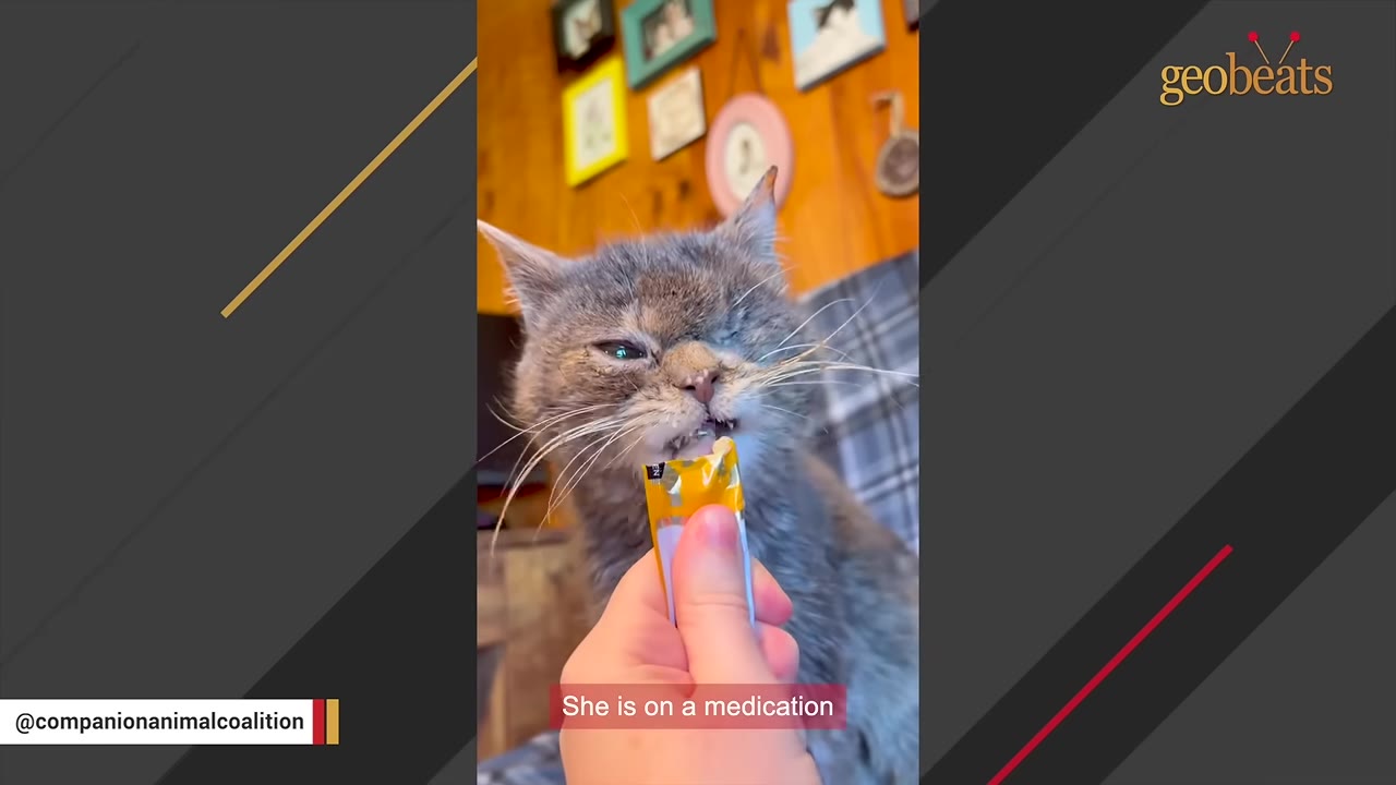 A close-up of a scruffy grey cat licking a liquid treat or medication from a tube held by a person's hand.