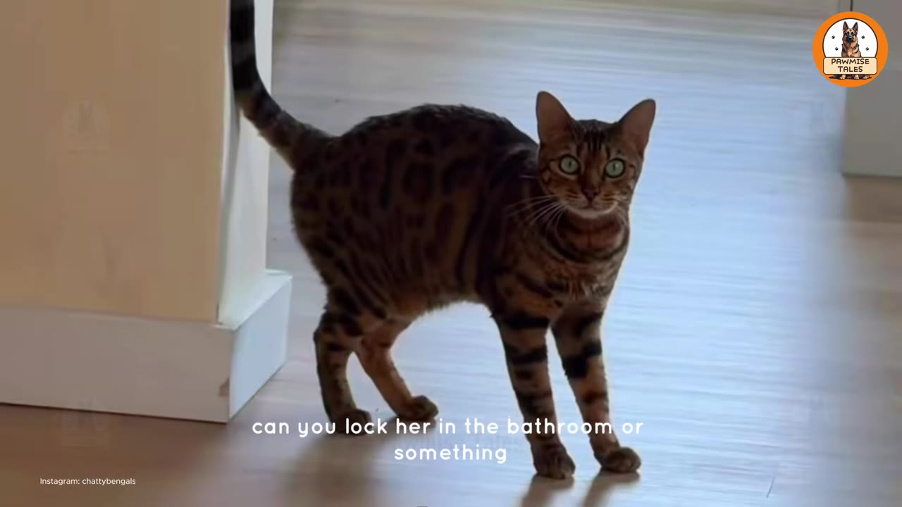 A Bengal cat stands on a light wooden floor near a white wall, looking directly at the camera with wide green eyes.