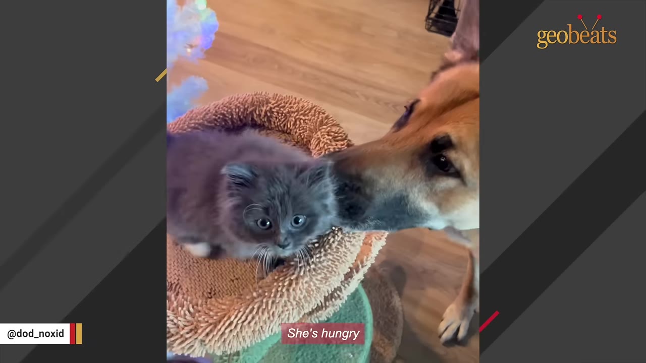 A large German Shepherd gently sniffs a small, fluffy grey kitten sitting in a brown cat bed.