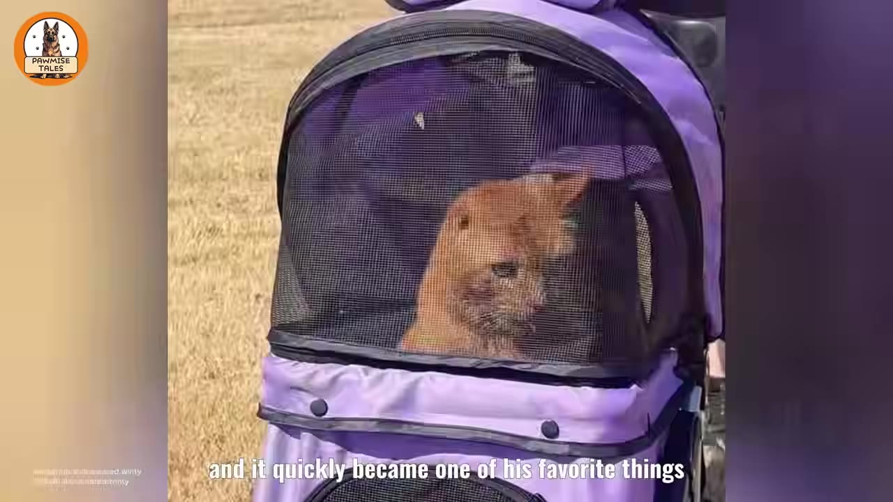 An orange cat sits inside a purple pet stroller, looking out through the black mesh screen.